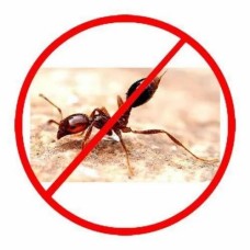 Ant Control Treatment